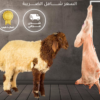 Naimi Kashmiri Harfi-Weight: 8-9 kilos